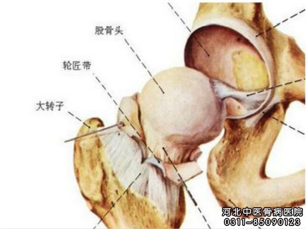 股骨头的各部位