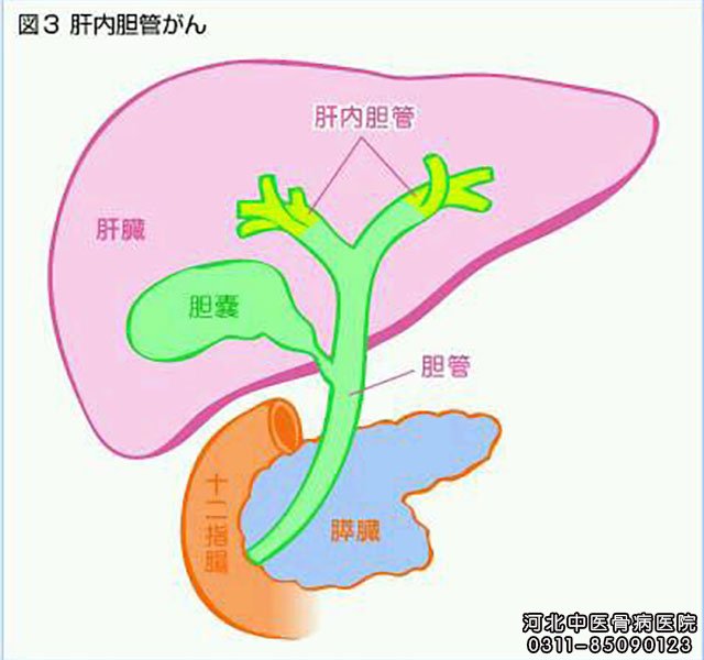 肝内胆管