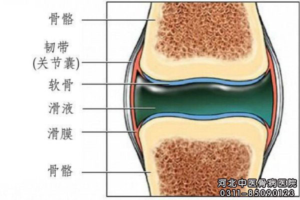 膝关节