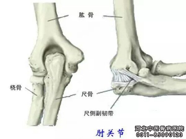 肘关节