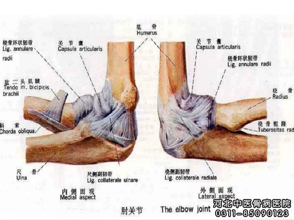 肘关节结核