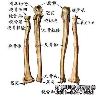 桡骨尺侧乙状切迹图片