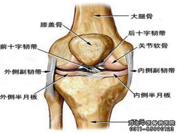 膝关节