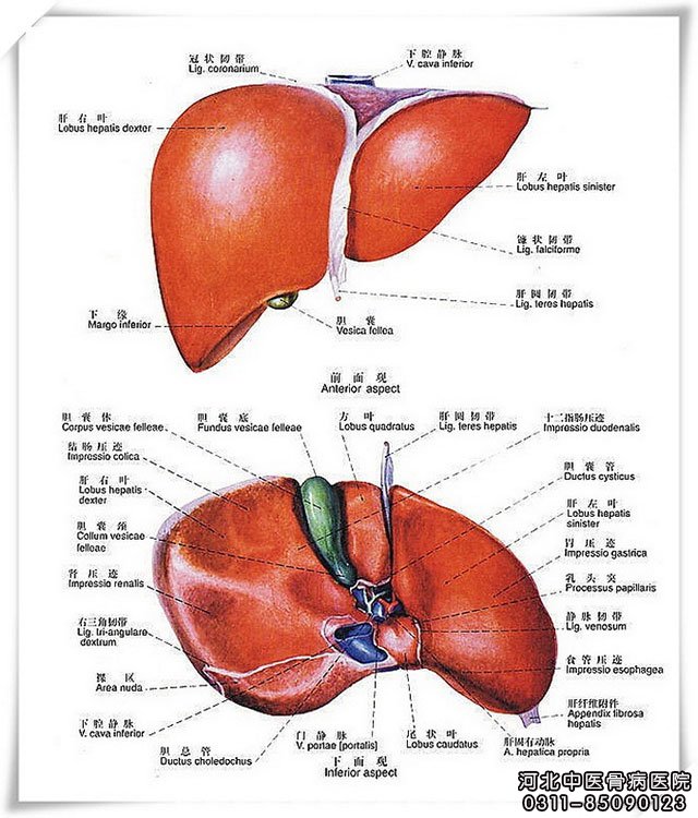 关于肝昏迷的介绍